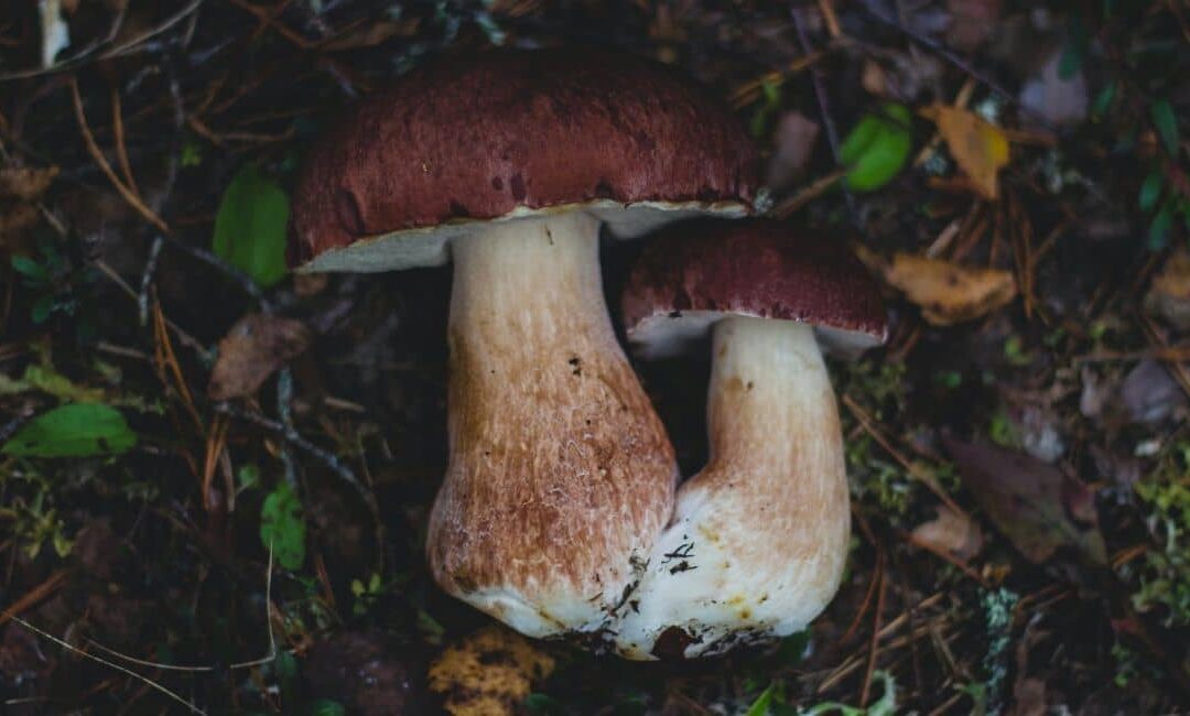 Micología en Riaza: un otoño disfrutando la naturaleza