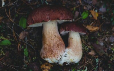Micología en Riaza: un otoño disfrutando la naturaleza