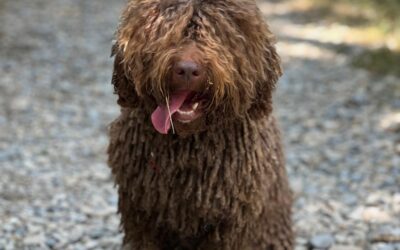 3 rutas cerca de San Benito para disfrutar con tu perro este otoño